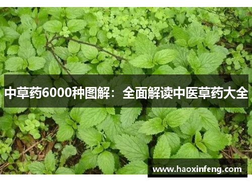 中草药6000种图解：全面解读中医草药大全