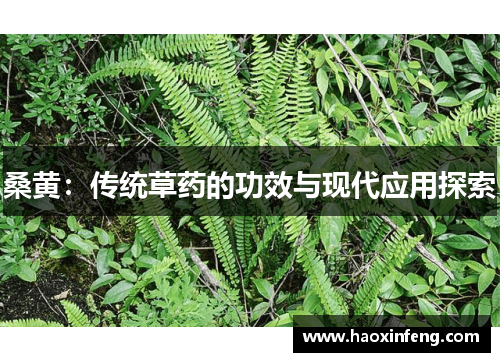 桑黄：传统草药的功效与现代应用探索