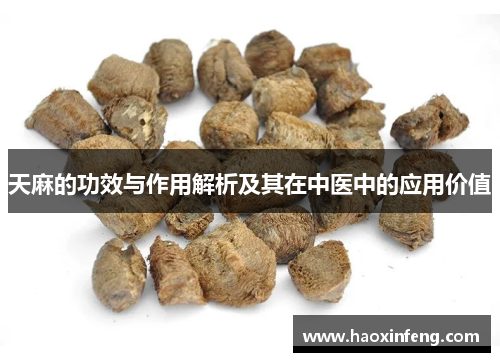 天麻的功效与作用解析及其在中医中的应用价值