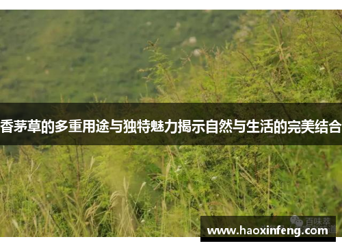 香茅草的多重用途与独特魅力揭示自然与生活的完美结合